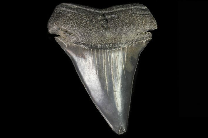 Large, Fossil Mako Shark Tooth - Georgia #75003